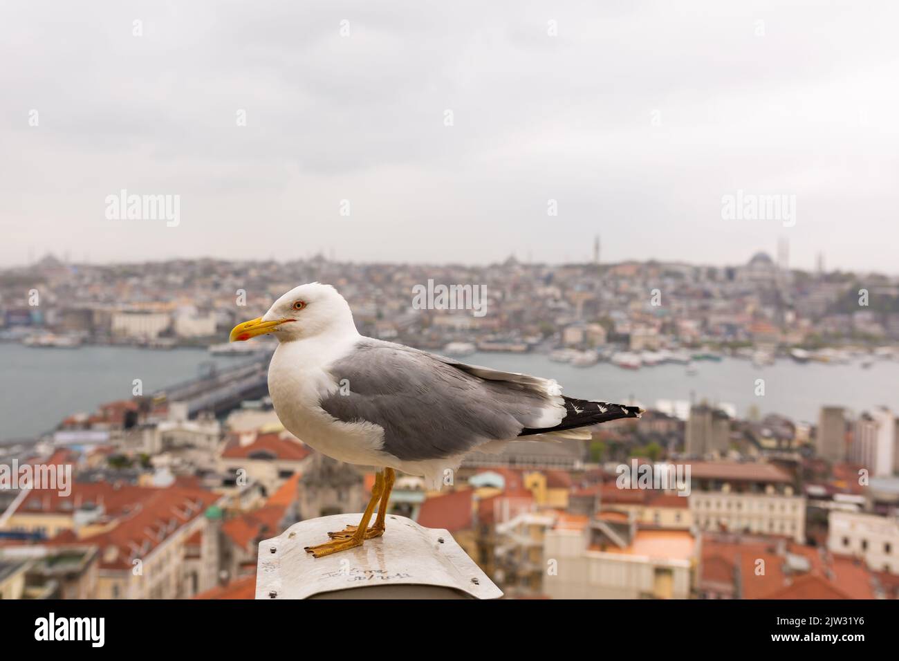 Seagull in front of Istanbul golden horn panorama Stock Photo