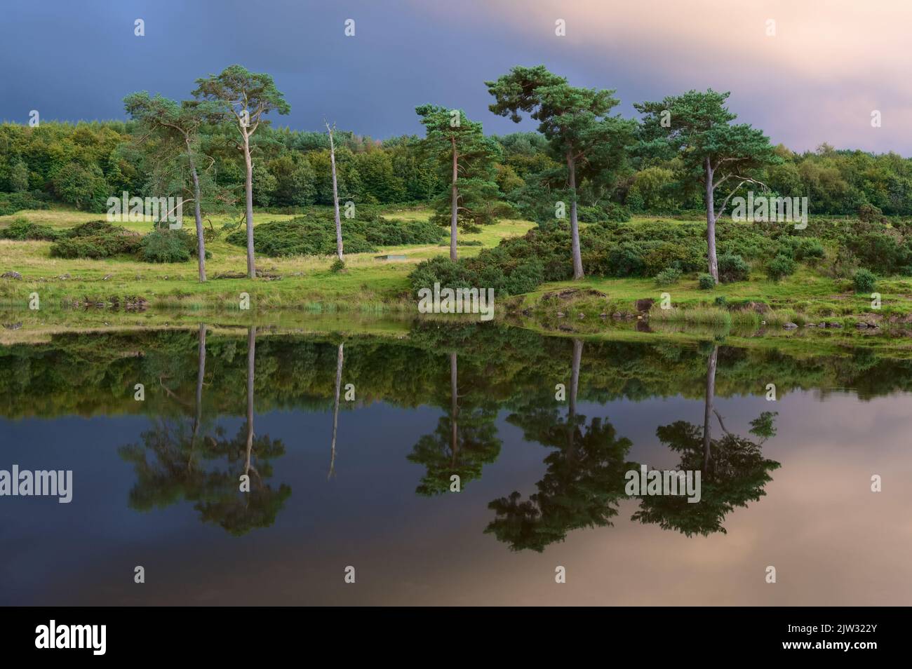 Peaceful calm lake reflection of trees on island at sunset in Kilmacolm Stock Photo
