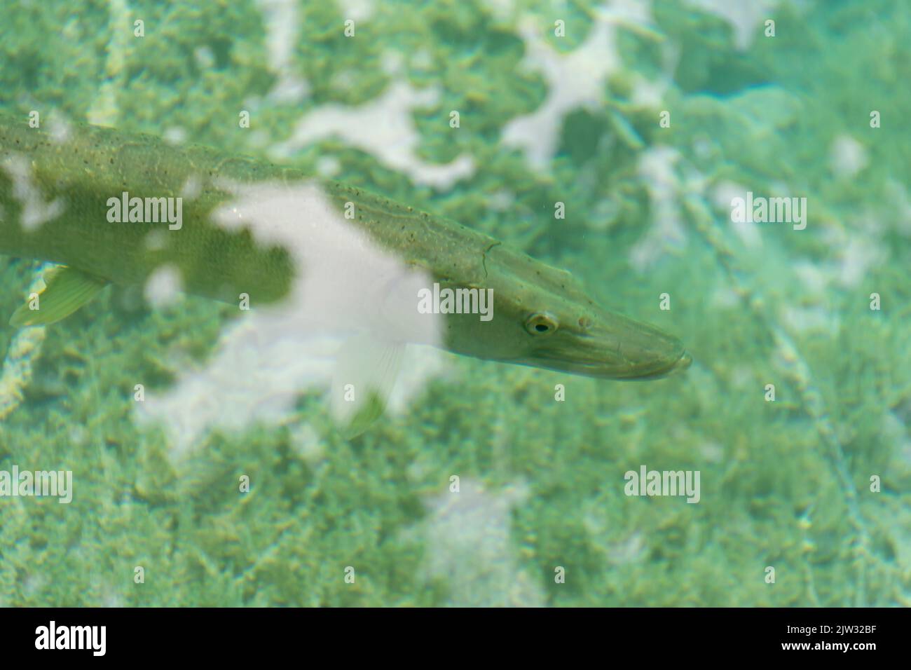 A pike waiting for its prey,seen from above through the crystal water under the surface of a pool.  Plitvice Lakes National Park, Croatia. Europe Stock Photo