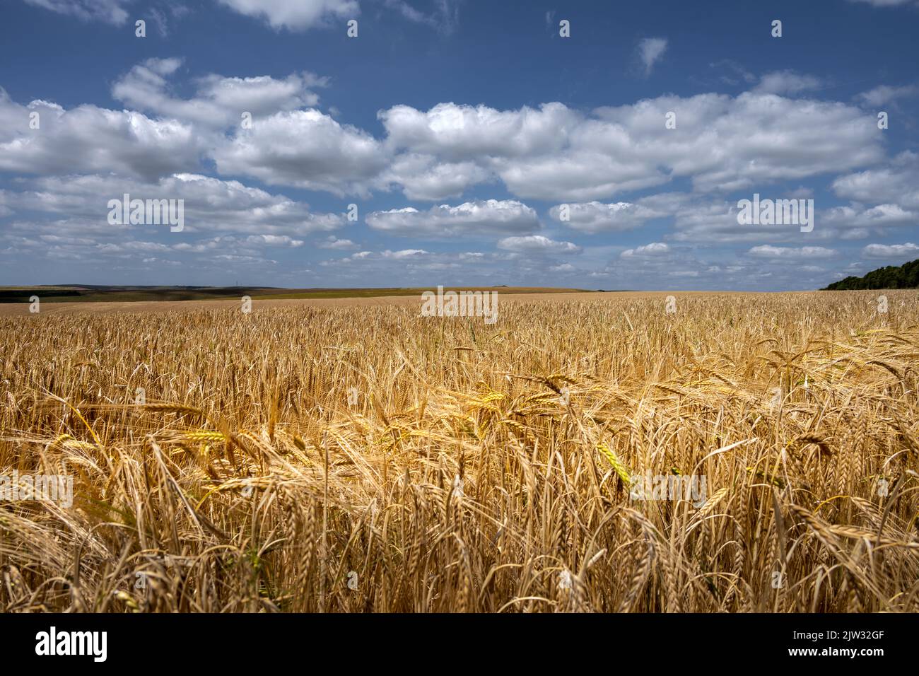 View of a cereal field in the South Down national park in summer, East Sussex, England Stock Photo