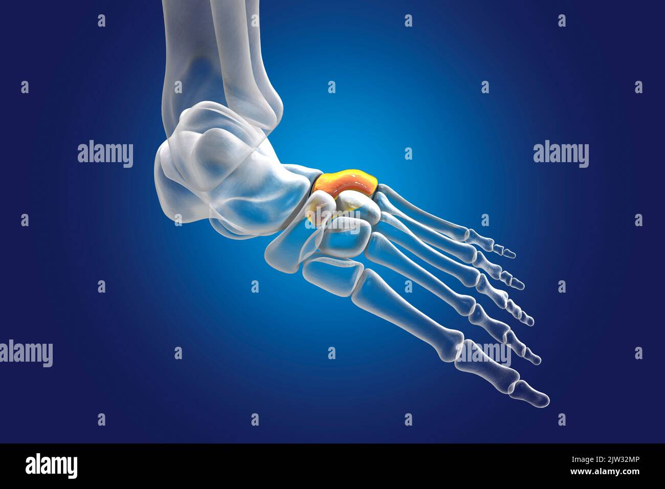 Cuboid bone of the foot, illustration. Stock Photo
