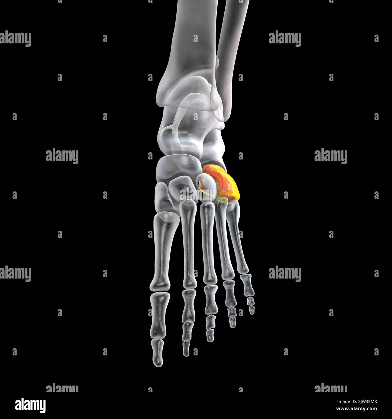 Cuboid bone of the foot, illustration Stock Photo Alamy