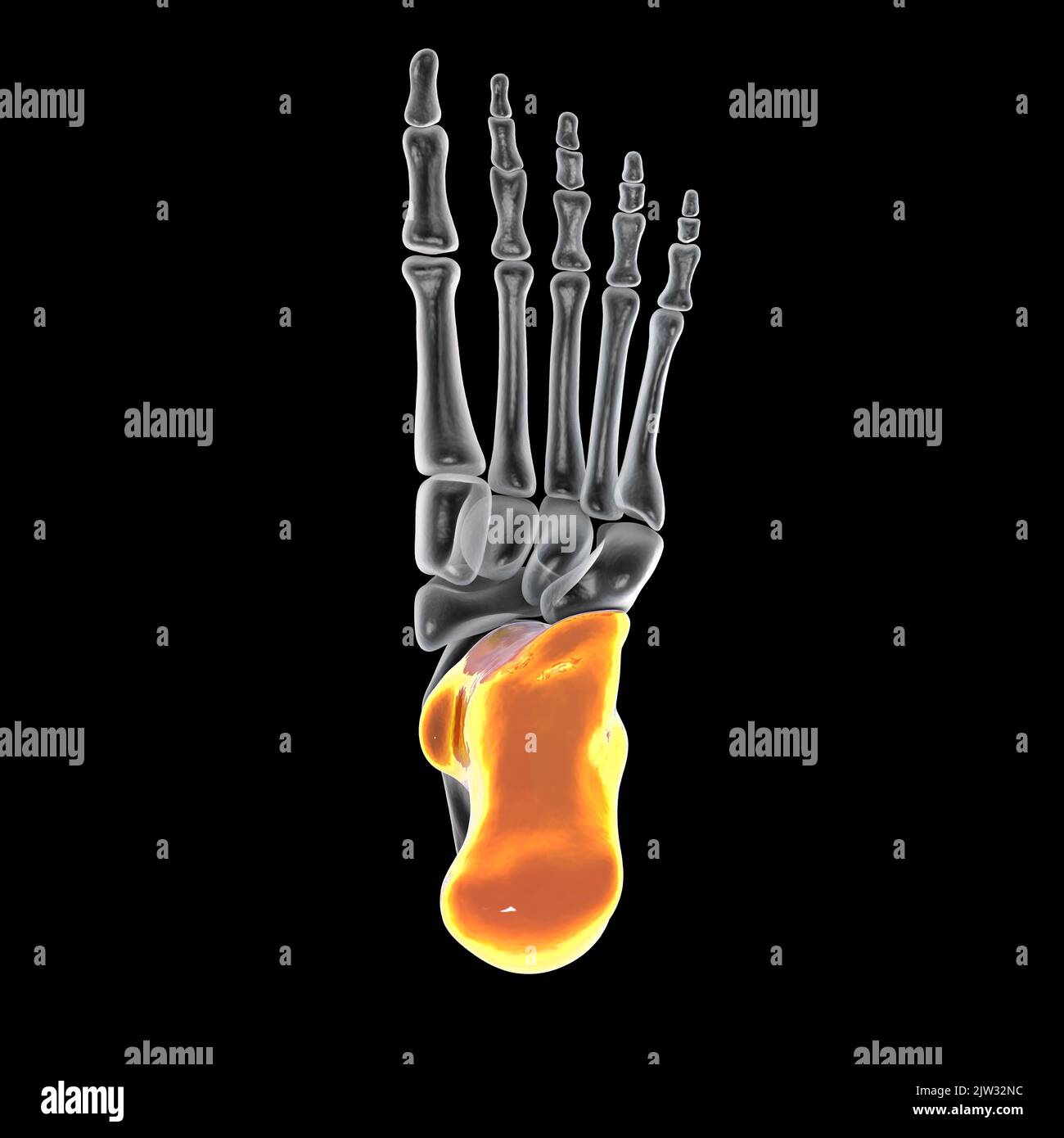 Illustration of the calcaneus, or heel, bone of the foot Stock Photo