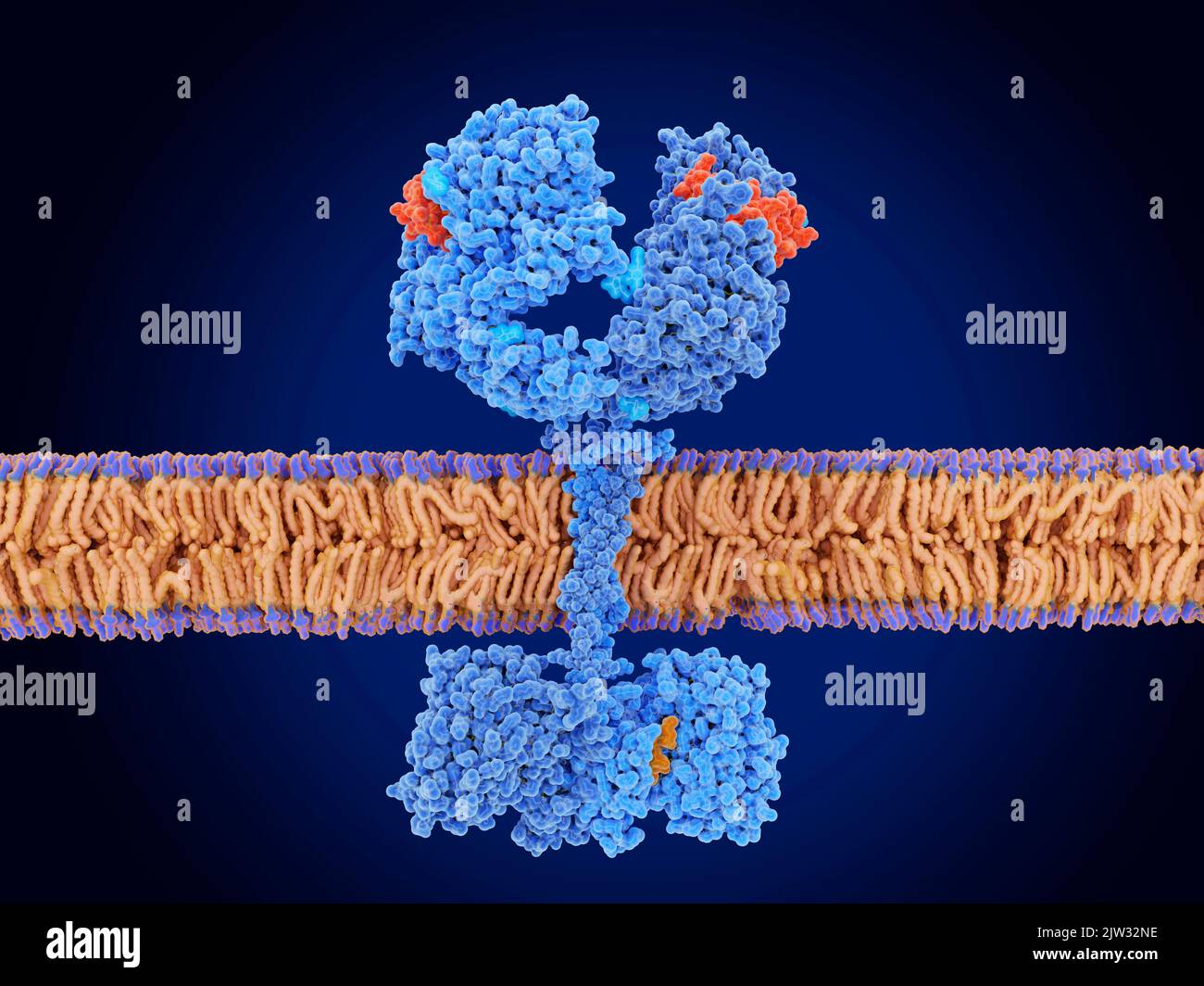 Illustration showing epidermal growth factor (EGF, red) activating the EGF receptor by binding to it. EGF is a protein that plays an important role in the regulation of cell growth proliferation and differentiation. The activated receptor promotes migration, adhesion and proliferation of cells. Stock Photo