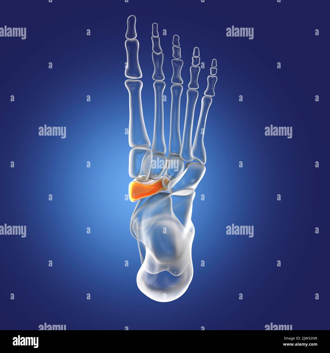 Navicular bone of the foot, illustration. Stock Photo