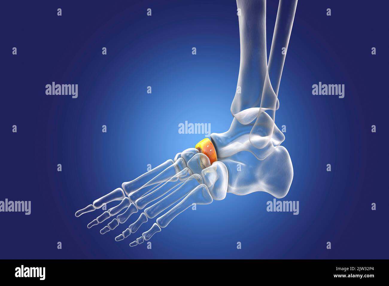 Navicular bone of the foot, illustration. Stock Photo