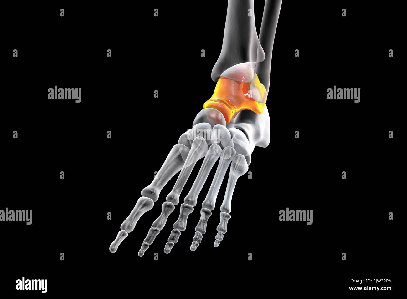 Illustration of the talus bone of the foot Stock Photo Alamy