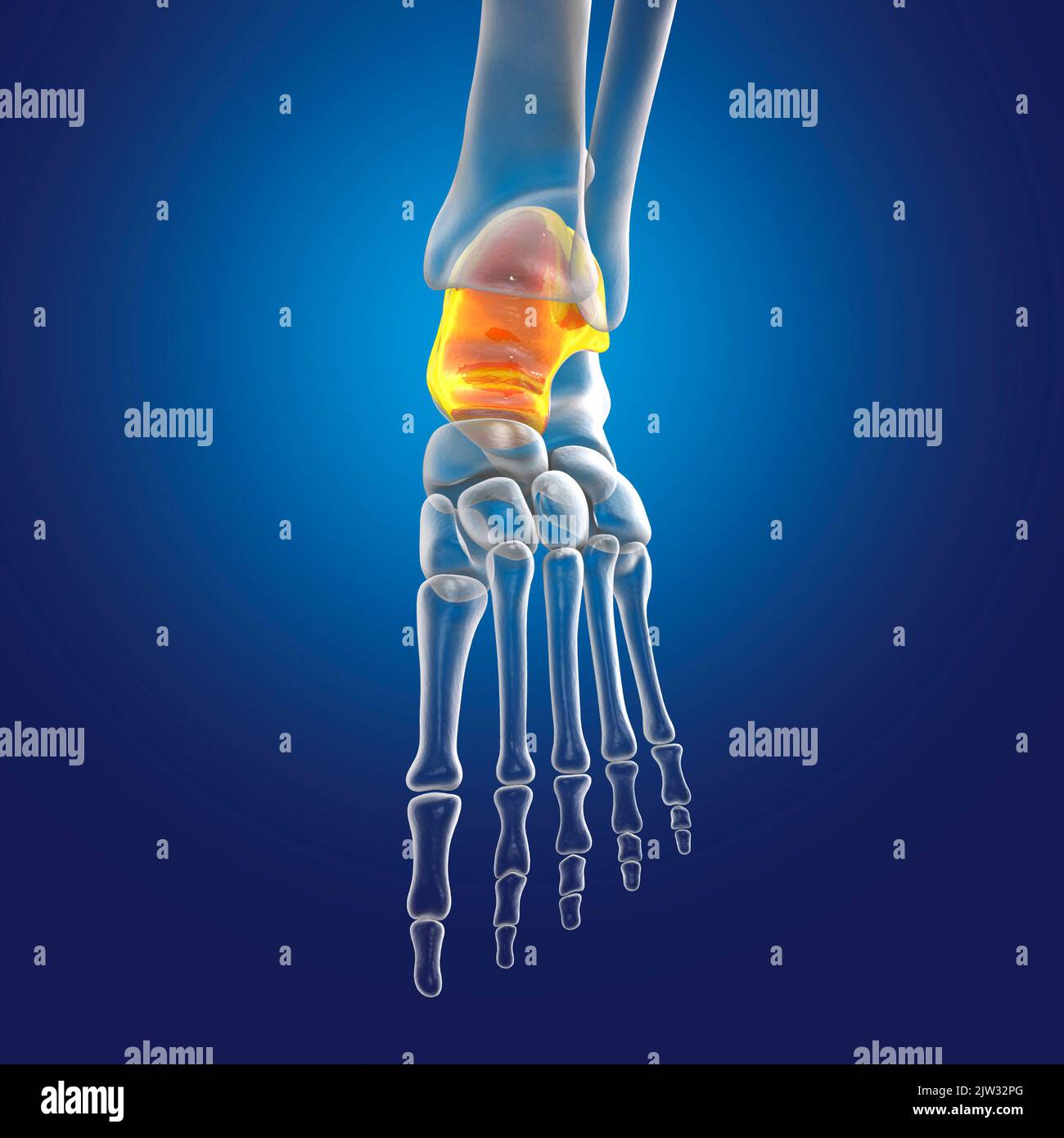 Illustration of the talus bone of the foot Stock Photo Alamy