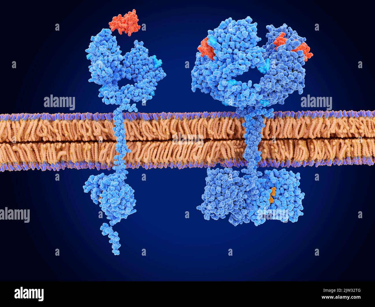 Illustration Showing Epidermal Growth Factor Receptor (EGFR) In Its ...