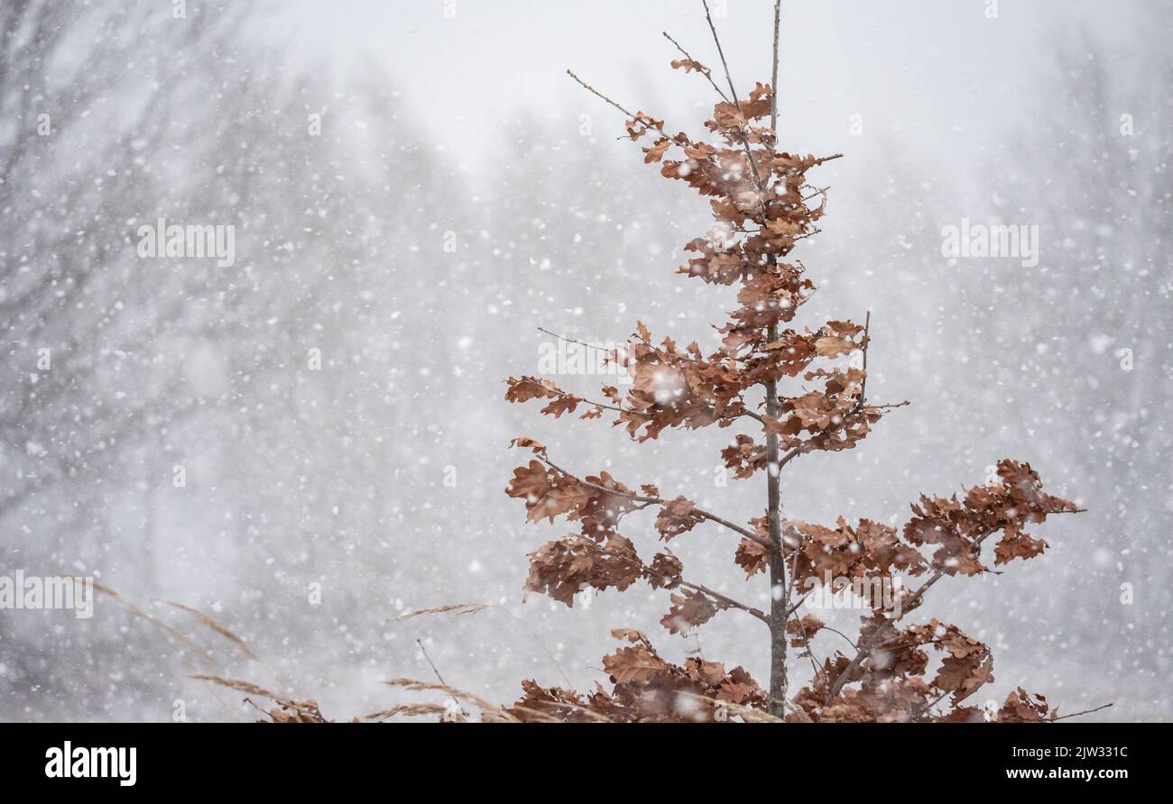 Tree line in heavy snowfall hi-res stock photography and images - Alamy