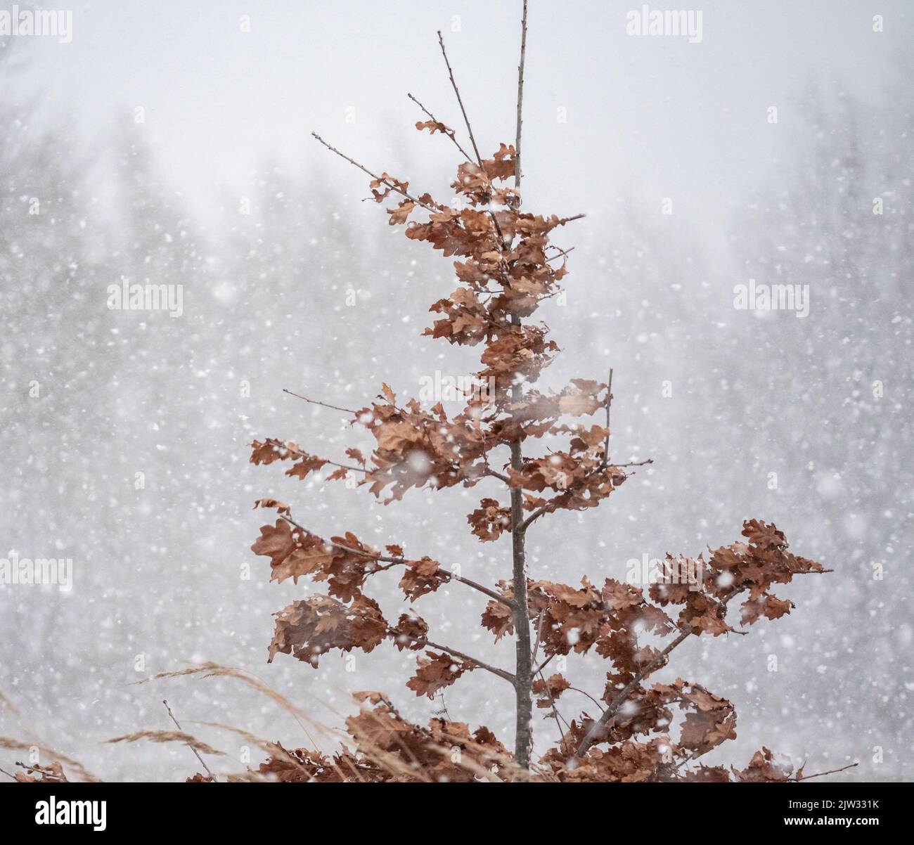 Tree line in heavy snowfall hi-res stock photography and images - Alamy