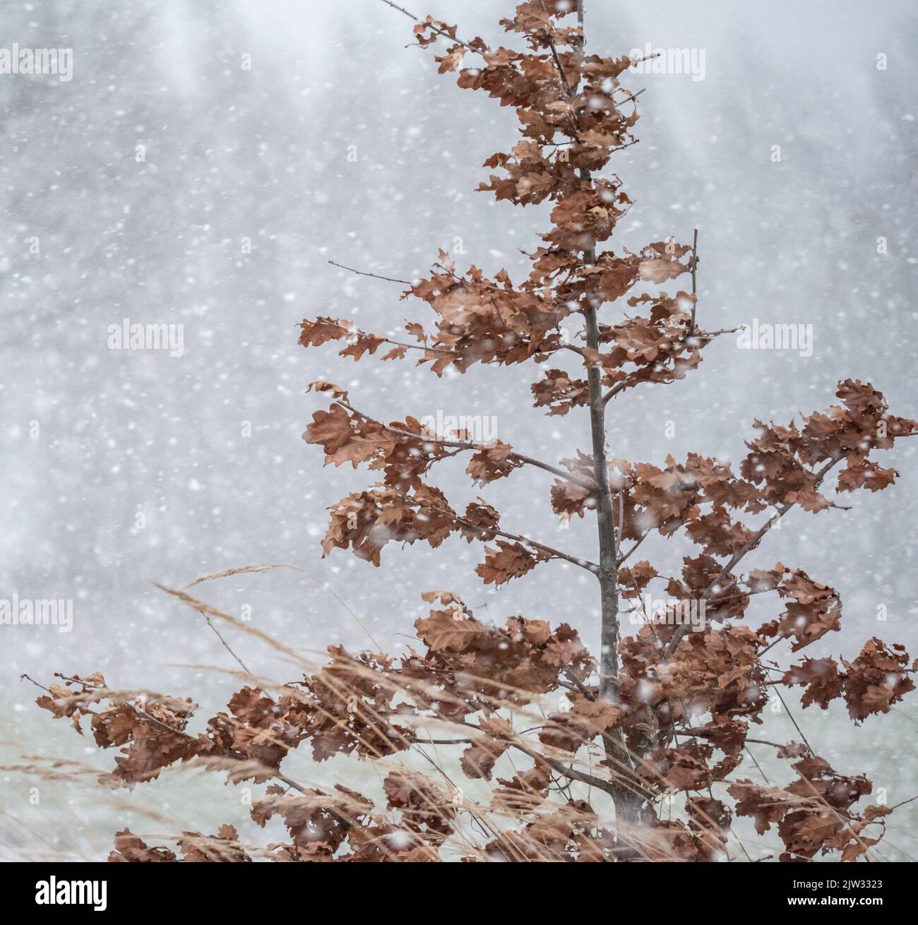 Tree line in heavy snowfall hi-res stock photography and images - Alamy