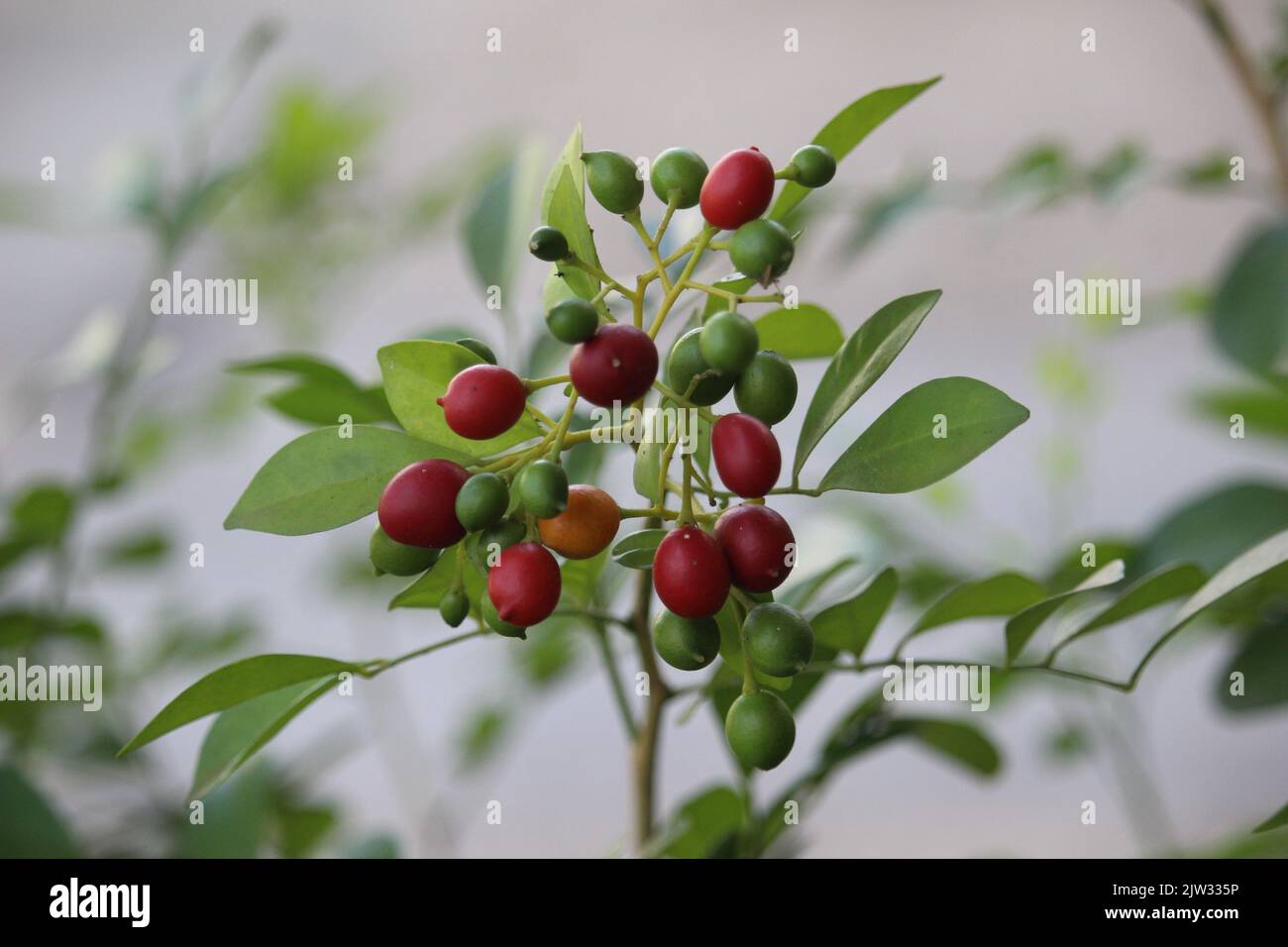 A closeup of Murraya paniculata or orange jasmine fruits Stock Photo