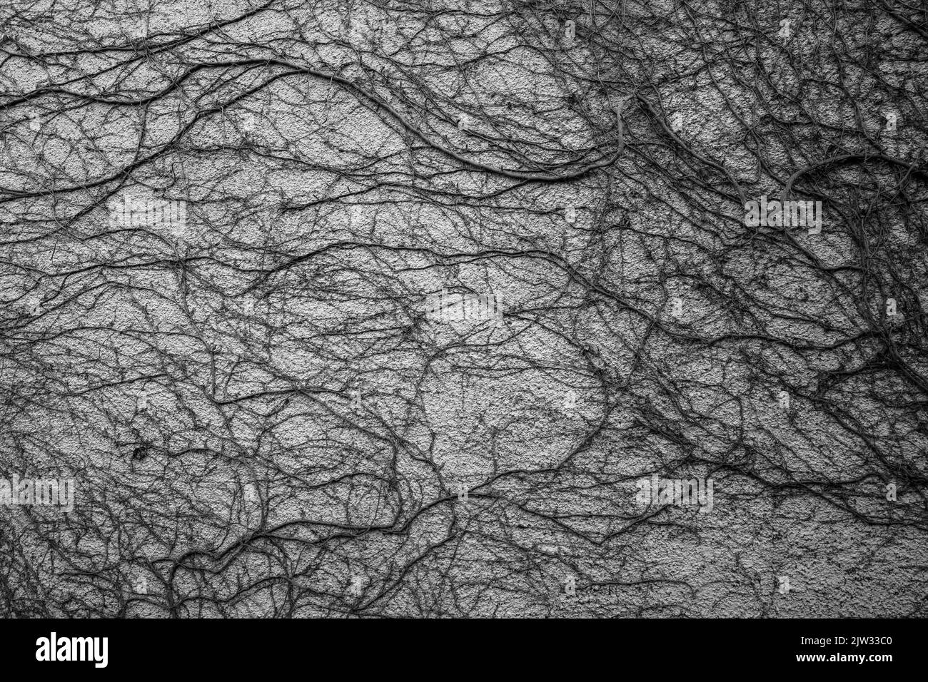 Old Ivy Vines Remain On Stucco Wall in gray scale Stock Photo Alamy