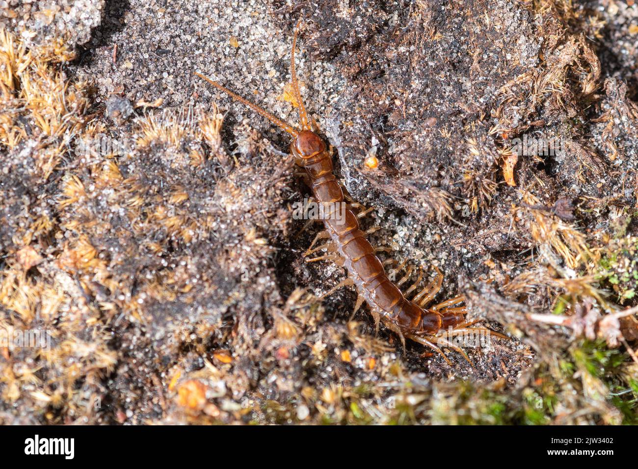 Close-up of banded centipede (Lithobius variegatus), UK Stock Photo