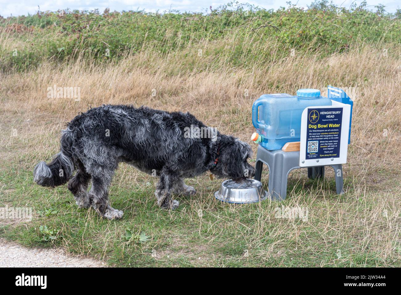 A dog drinking water from a dog bowl provided at Hengistbury Head, asking for donations for the National Coastwatch Institution NCI station, Dorset UK Stock Photo