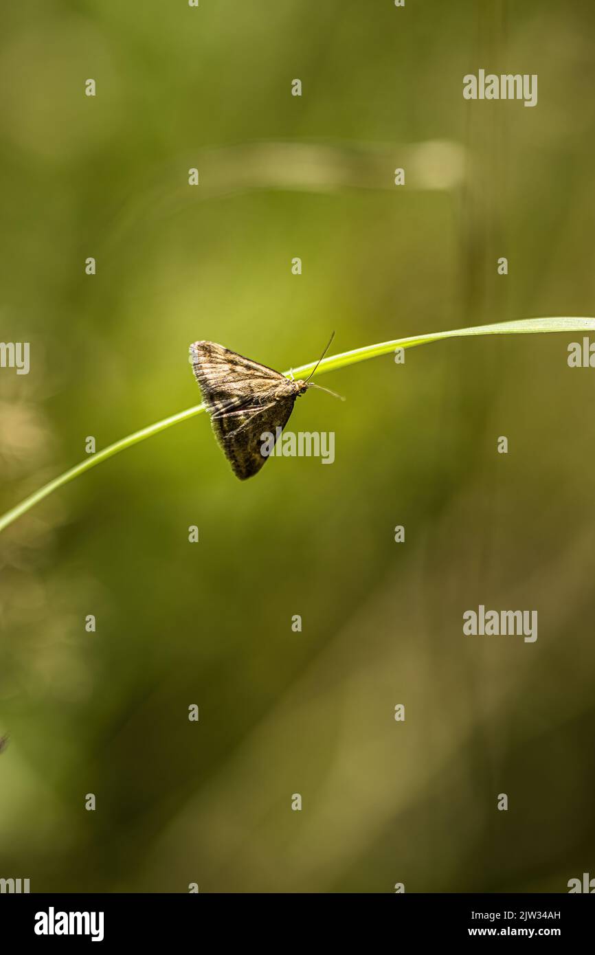 A view of a loxostege sticticalis on a plant against a blurred background Stock Photo