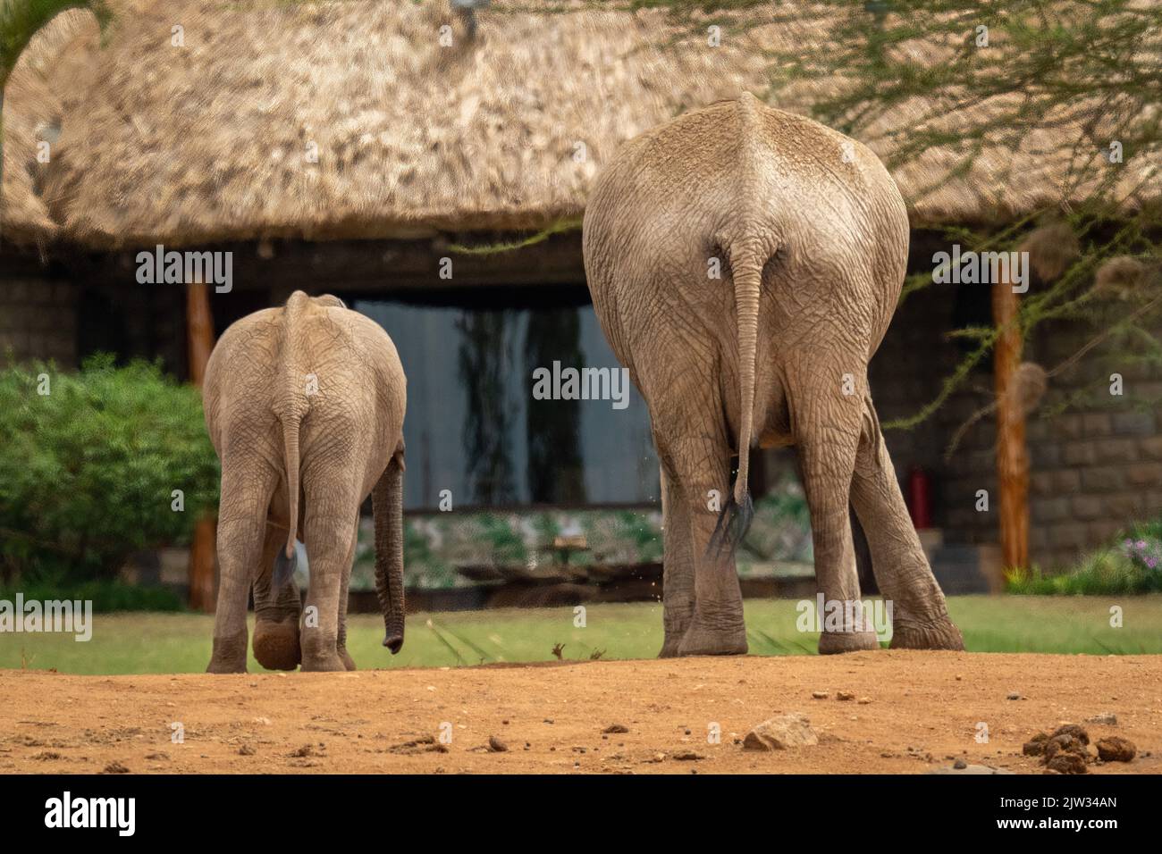 African bush elephant and calf drink together Stock Photo - Alamy