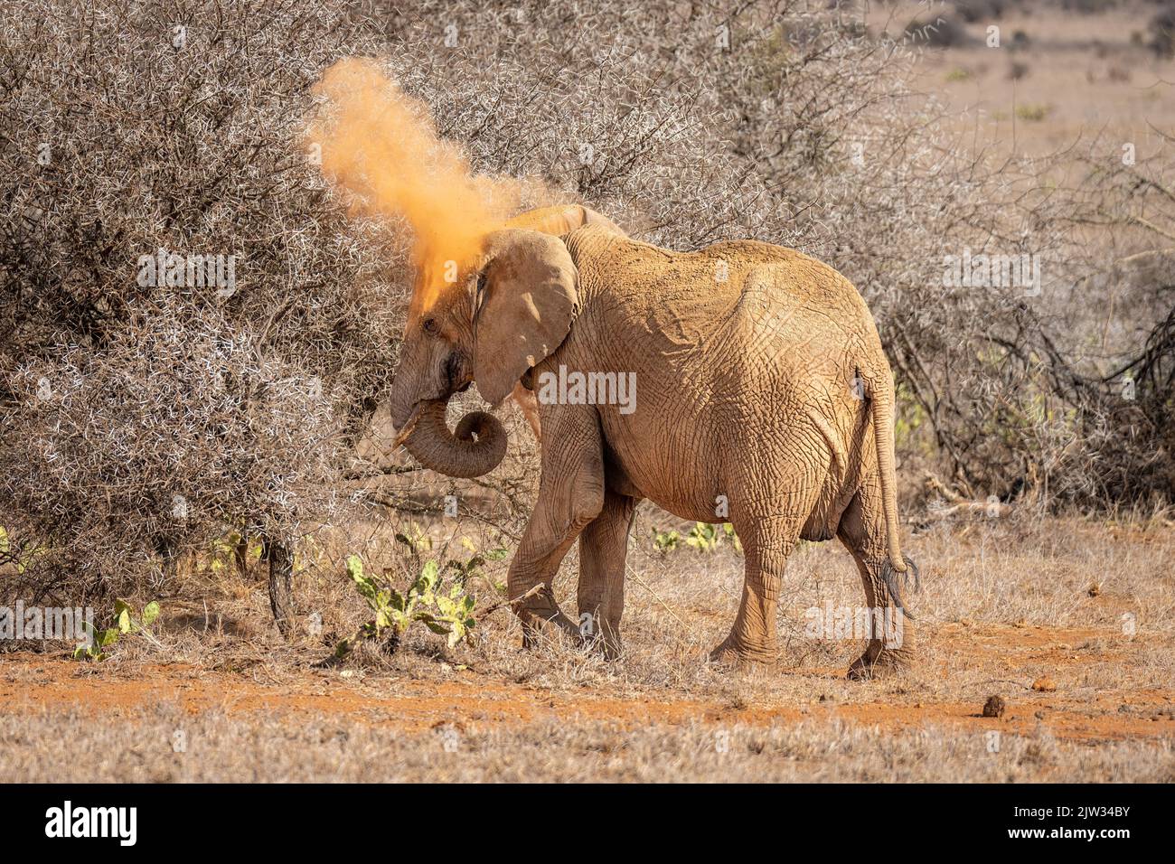 African bush elephant throws dust over head Stock Photo Alamy