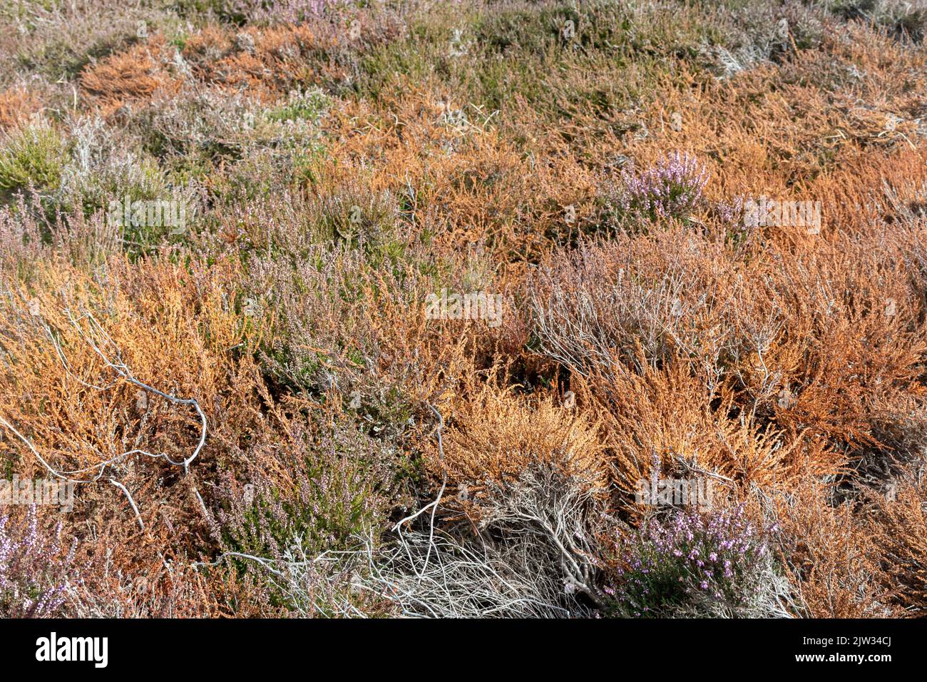 Dead and dying heather, heather dieback, caused by drought in summer 2022, Hengistbury Head nature reserve, Dorset, England, UK Stock Photo