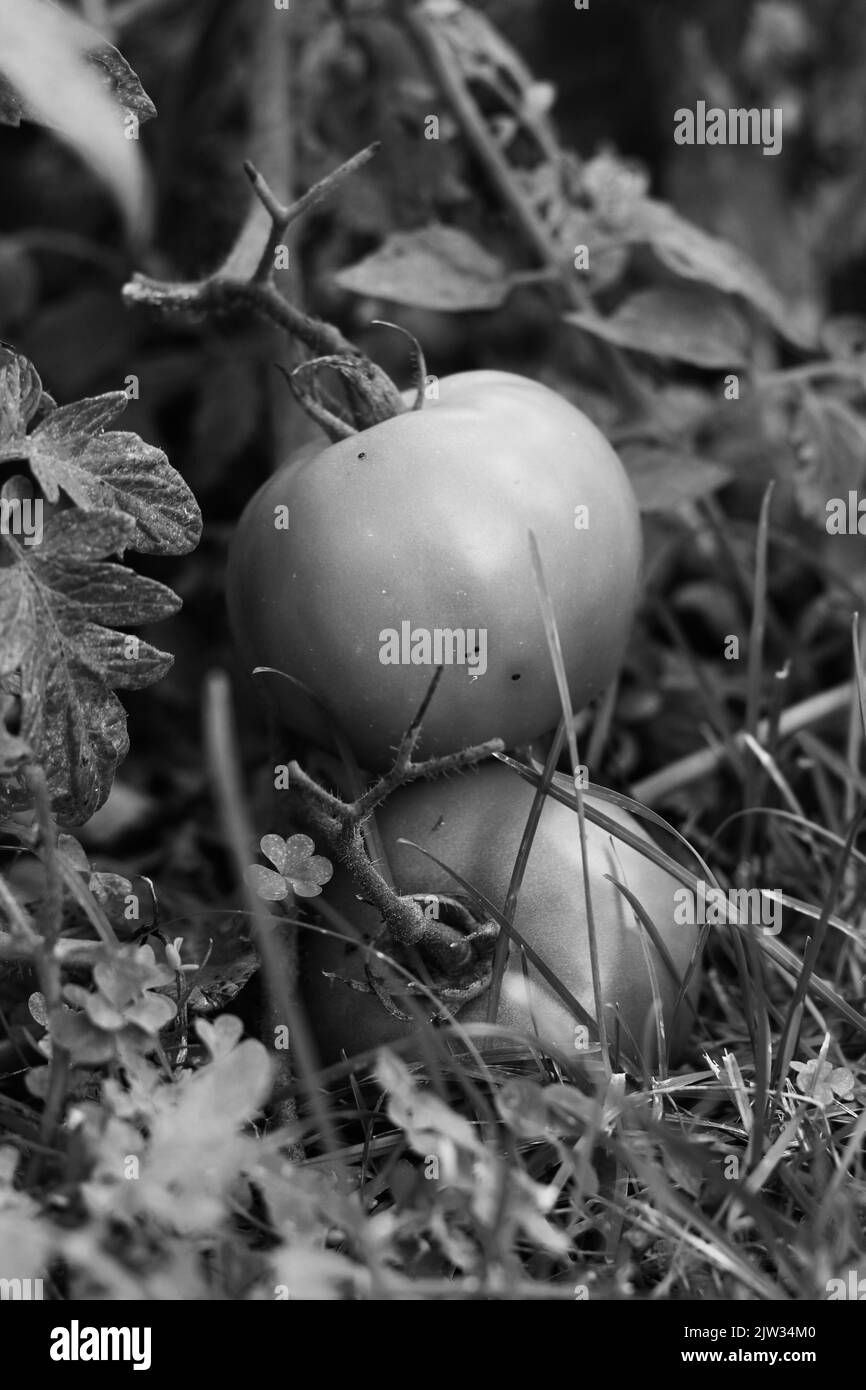 Hanging tomatoes Black and White Stock Photos & Images - Alamy