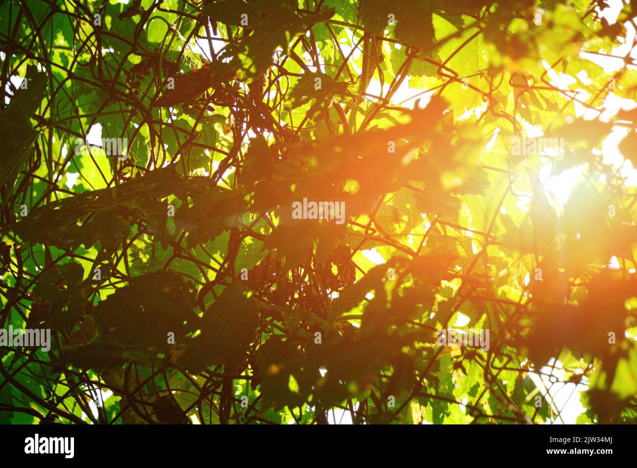 Bright sunlight breaking through dense green foliage Stock Photo