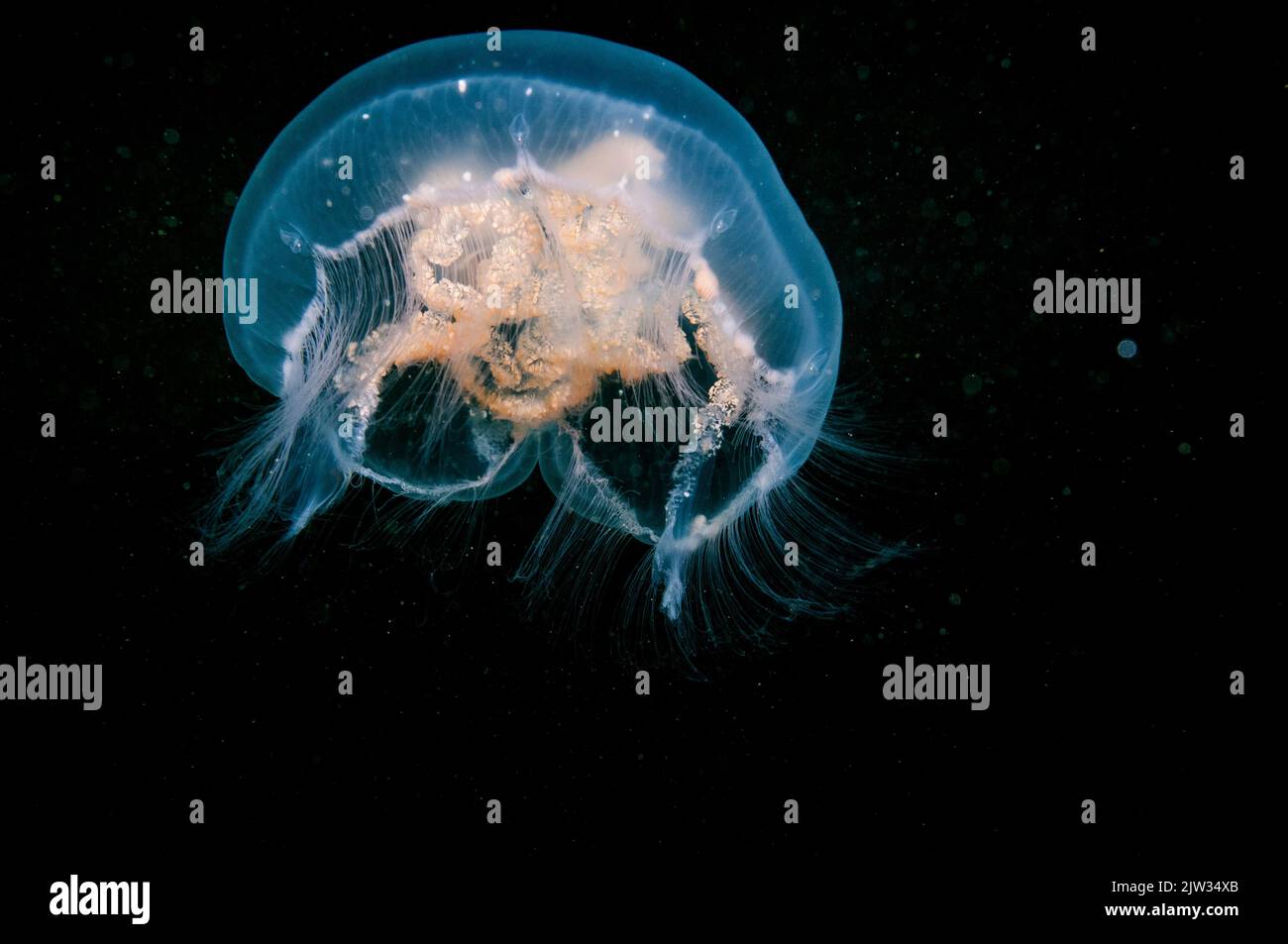 Moon Jellyfish drifting underwater in the St. Lawrence River in Canada. Stock Photo