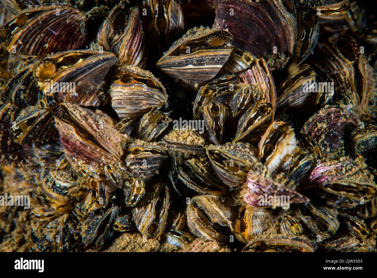 Zebra mussels are an invasive species that has been accidentally introduced to numerous areas including the St. Lawrence River. Stock Photo