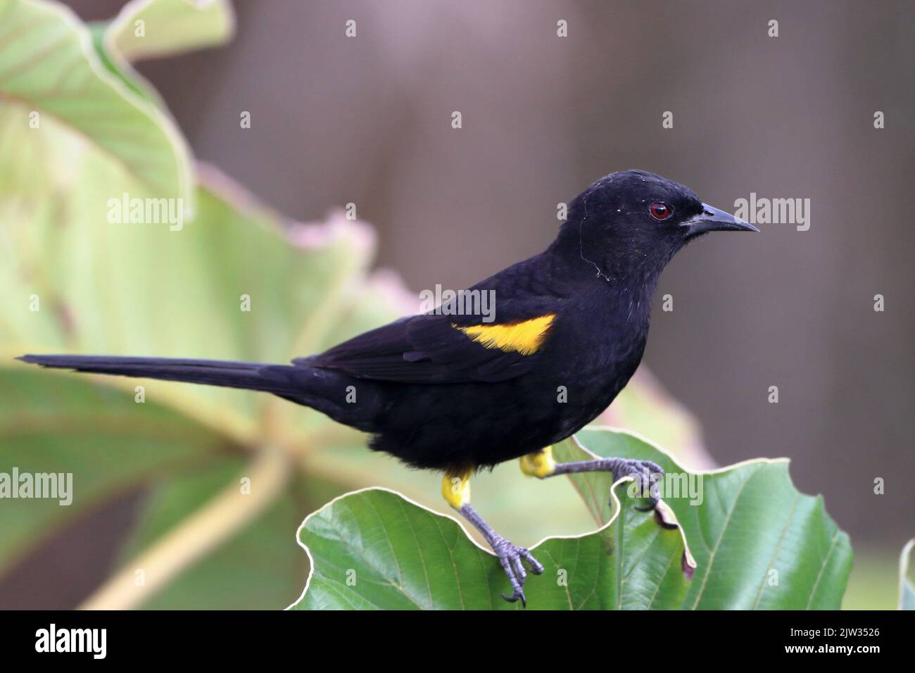 Variable Oriole (Icterus pyrrhopterus), isolated; perched on leaf, showing the yellow of the wing Stock Photo
