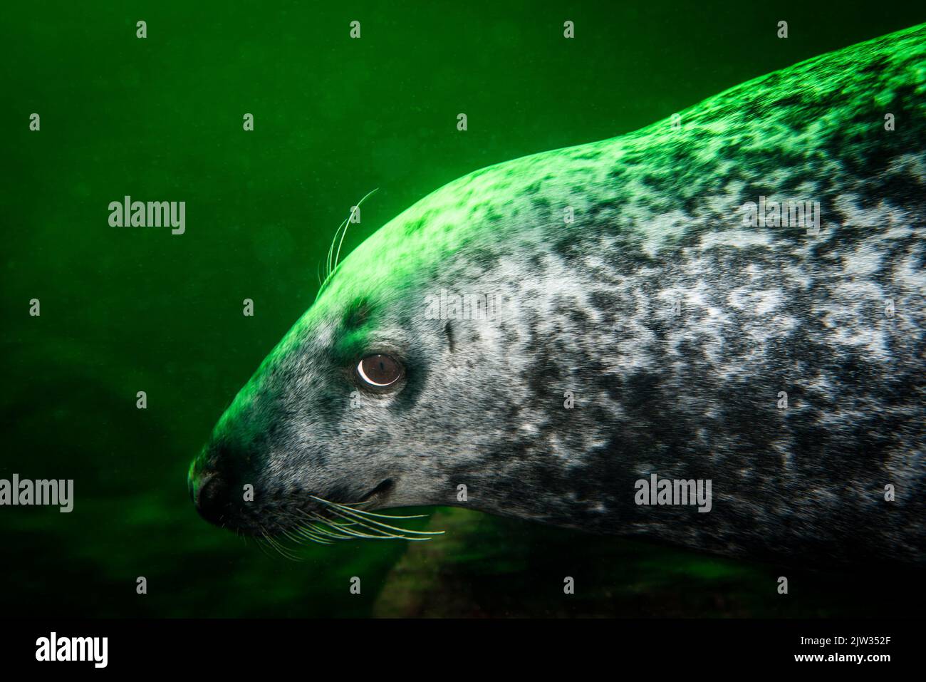 Close-up of a Grey seal swimming underwater at Bonaventure Island in the Gulf of St. Lawrence Stock Photo