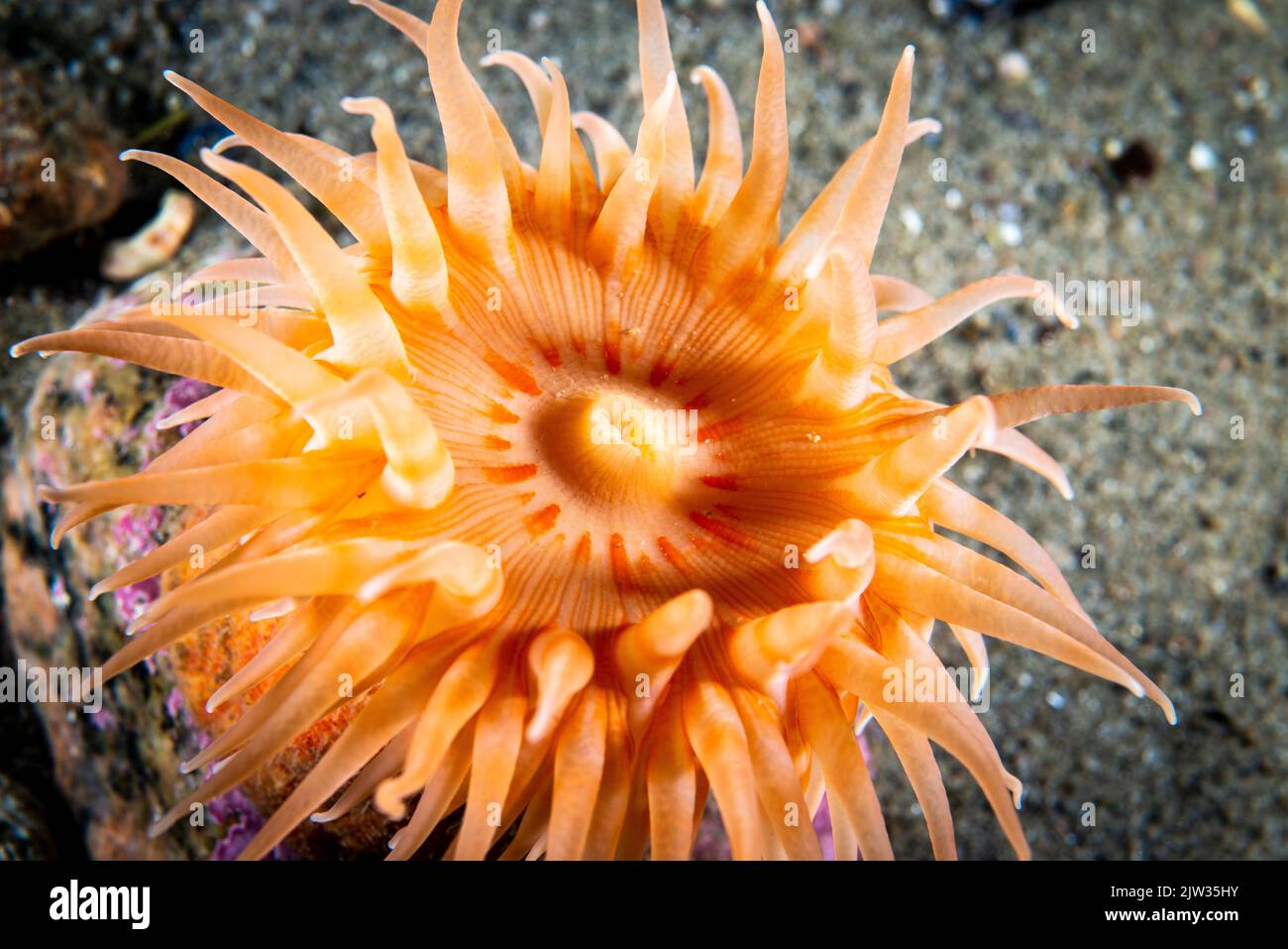 Red Stomphia Anemone underwater in the St. Lawrence River in Canada Stock Photo
