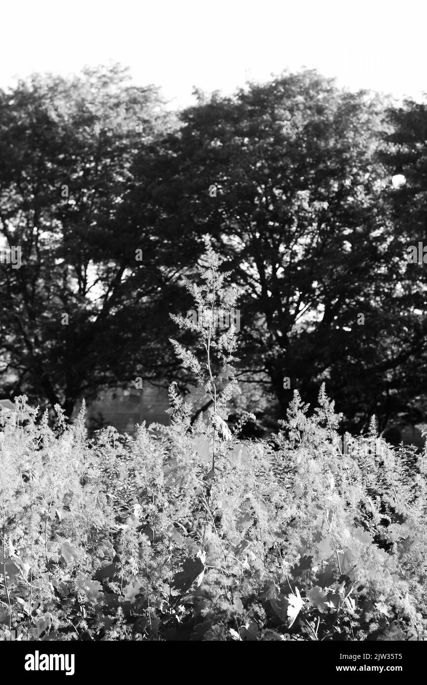 Trees in a grassy field Black and White Stock Photos & Images - Alamy