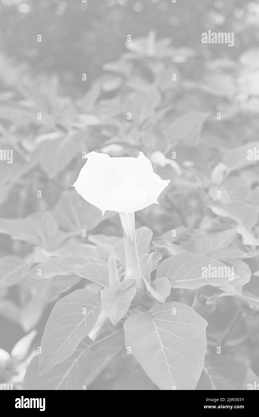 Frangipani flower Black and White Stock Photos & Images Alamy