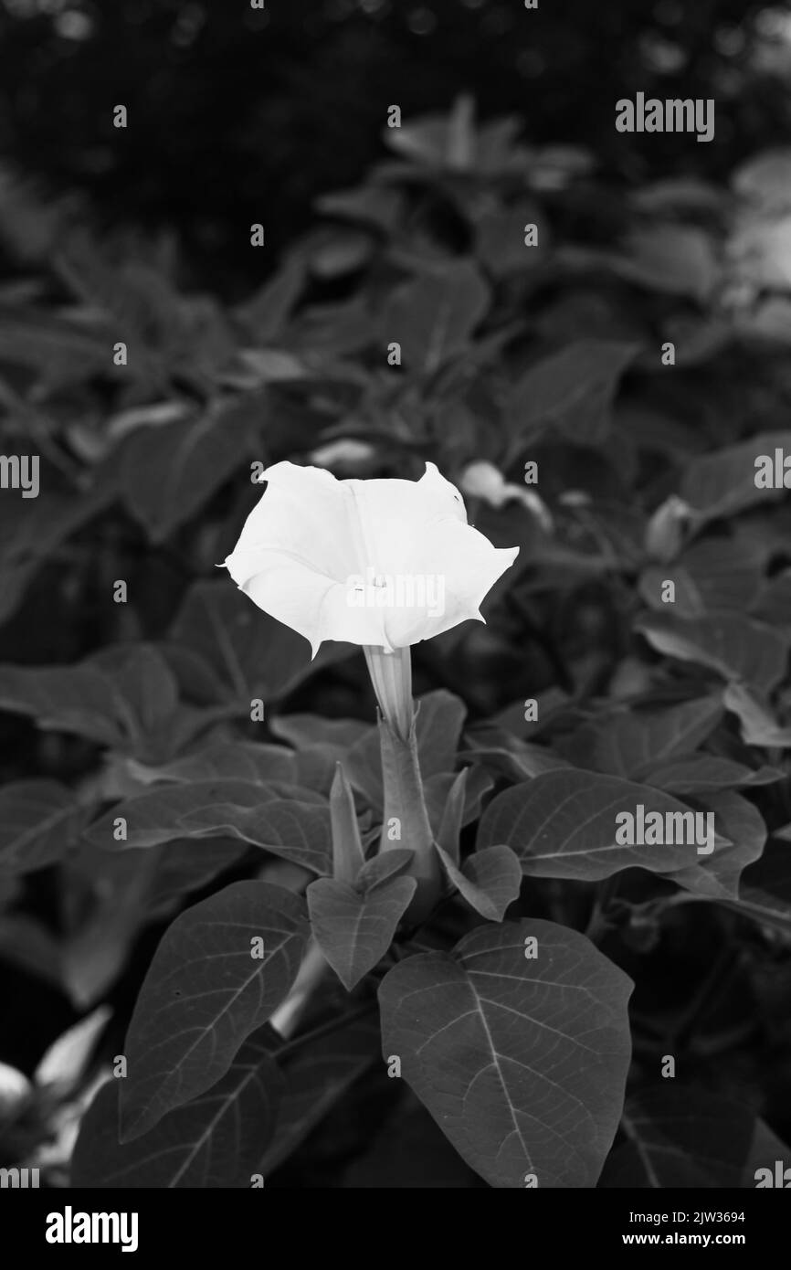 Fresh tropical frangipani flower growing in the sunny meadow in a black