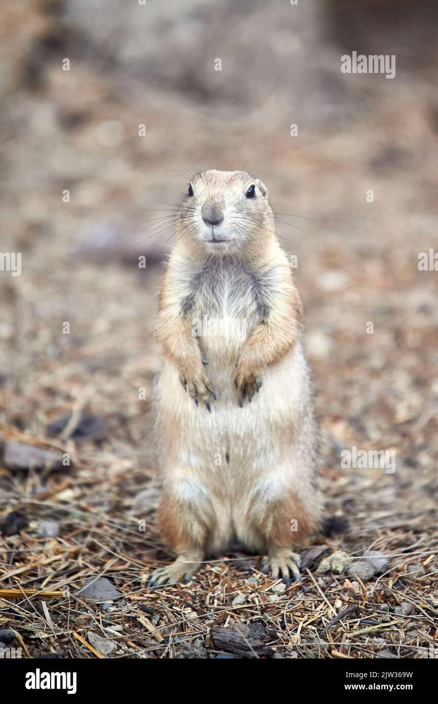 Prairie dog (Cynomys) in the woods standing on its little hind legs and looking to the side Stock Photo
