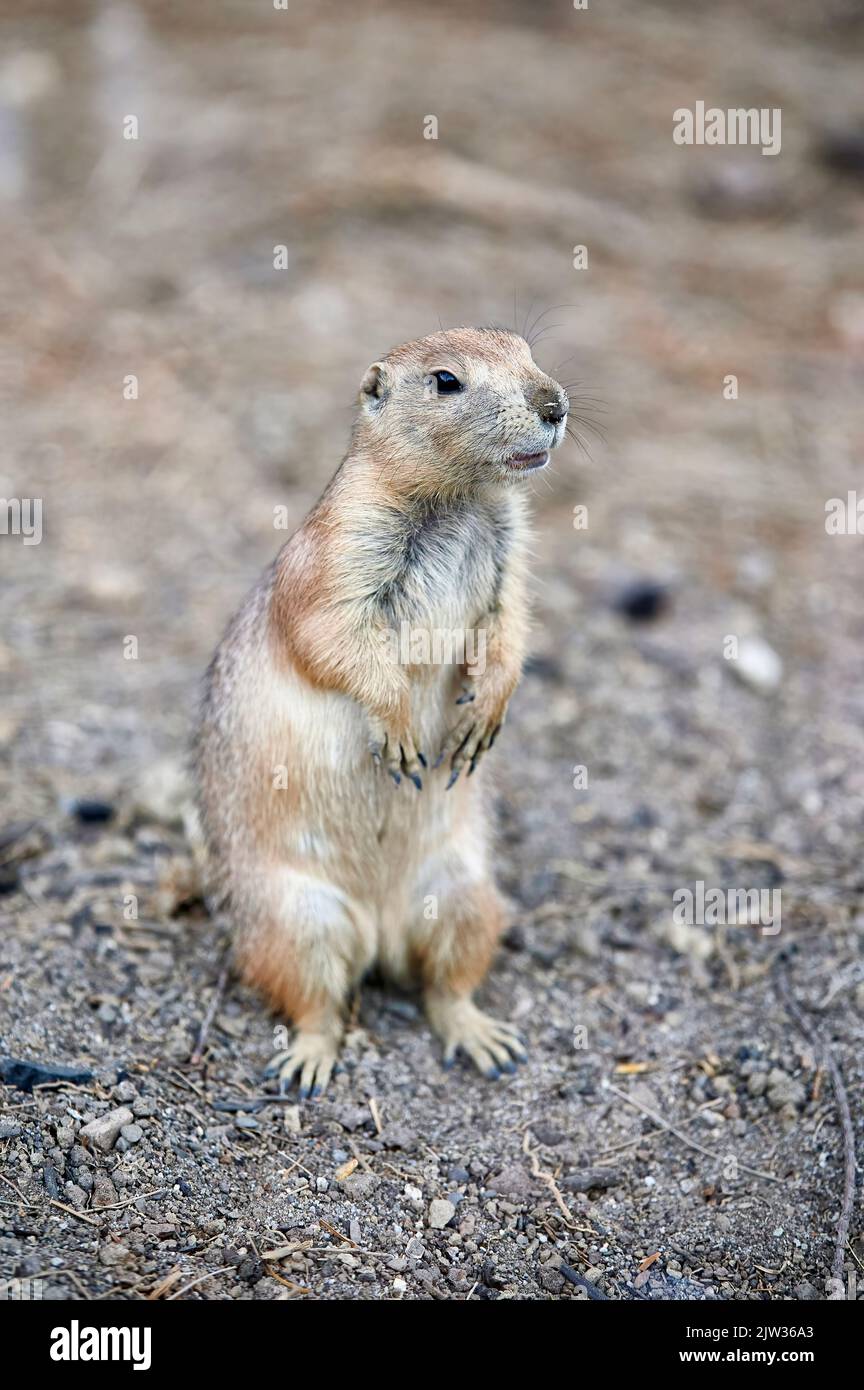 Prairie dog (Cynomys) in the woods standing on its little hind legs and looking to the side Stock Photo