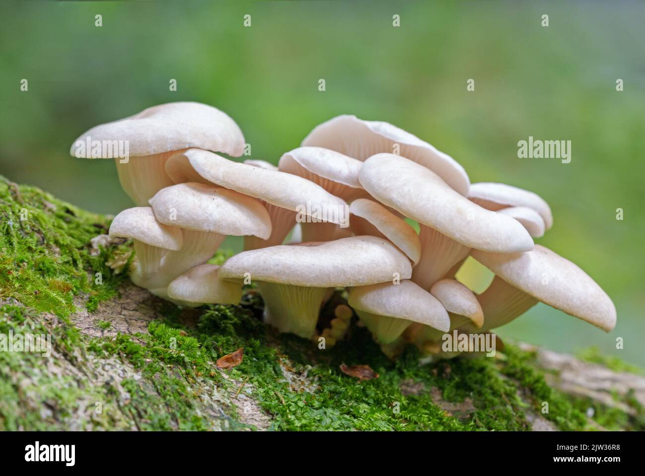 White fungi on a mossy log Stock Photo Alamy