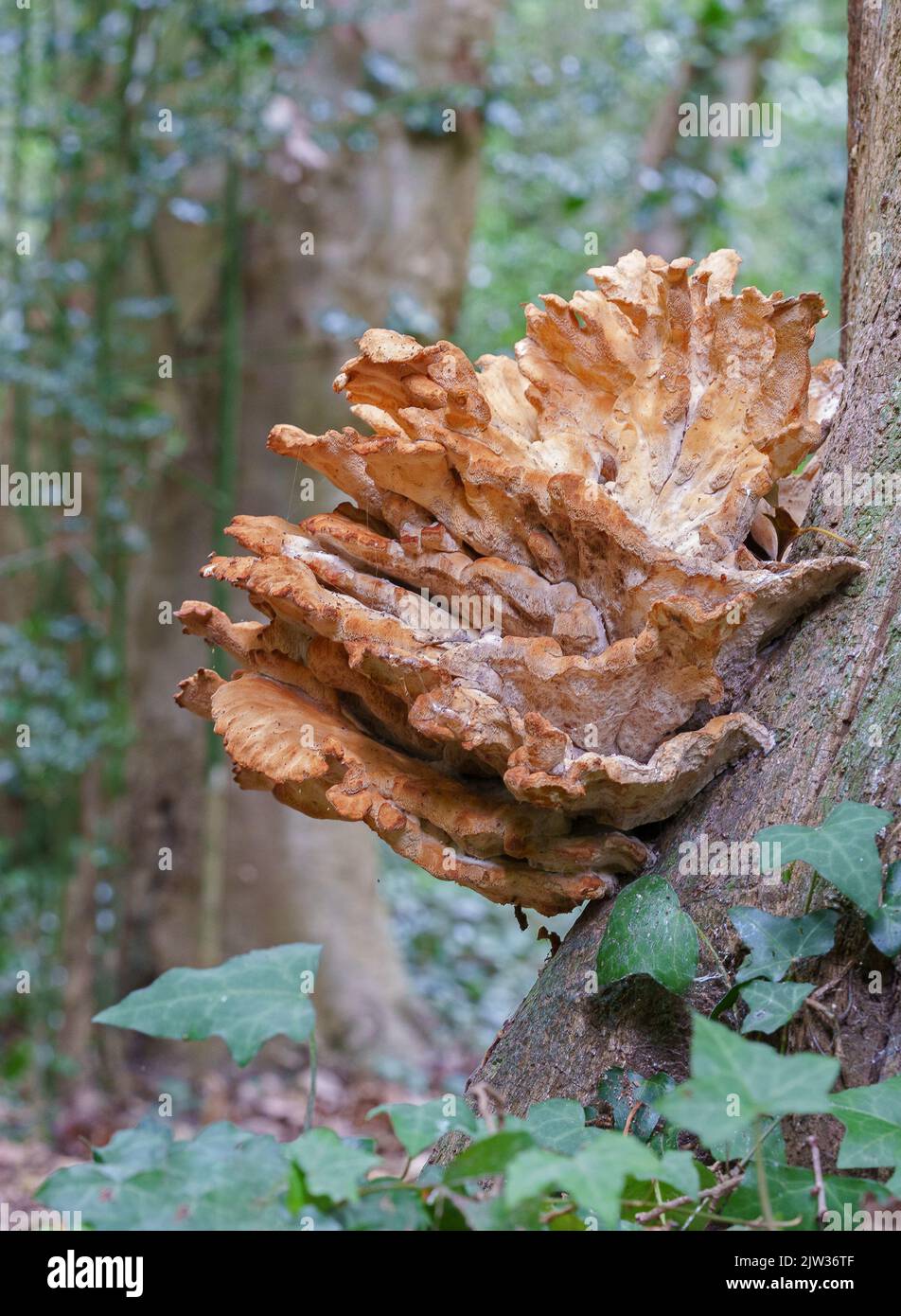 Tree fungi in the woodlands on Southampton Common, Hampshire, UK Stock Photo