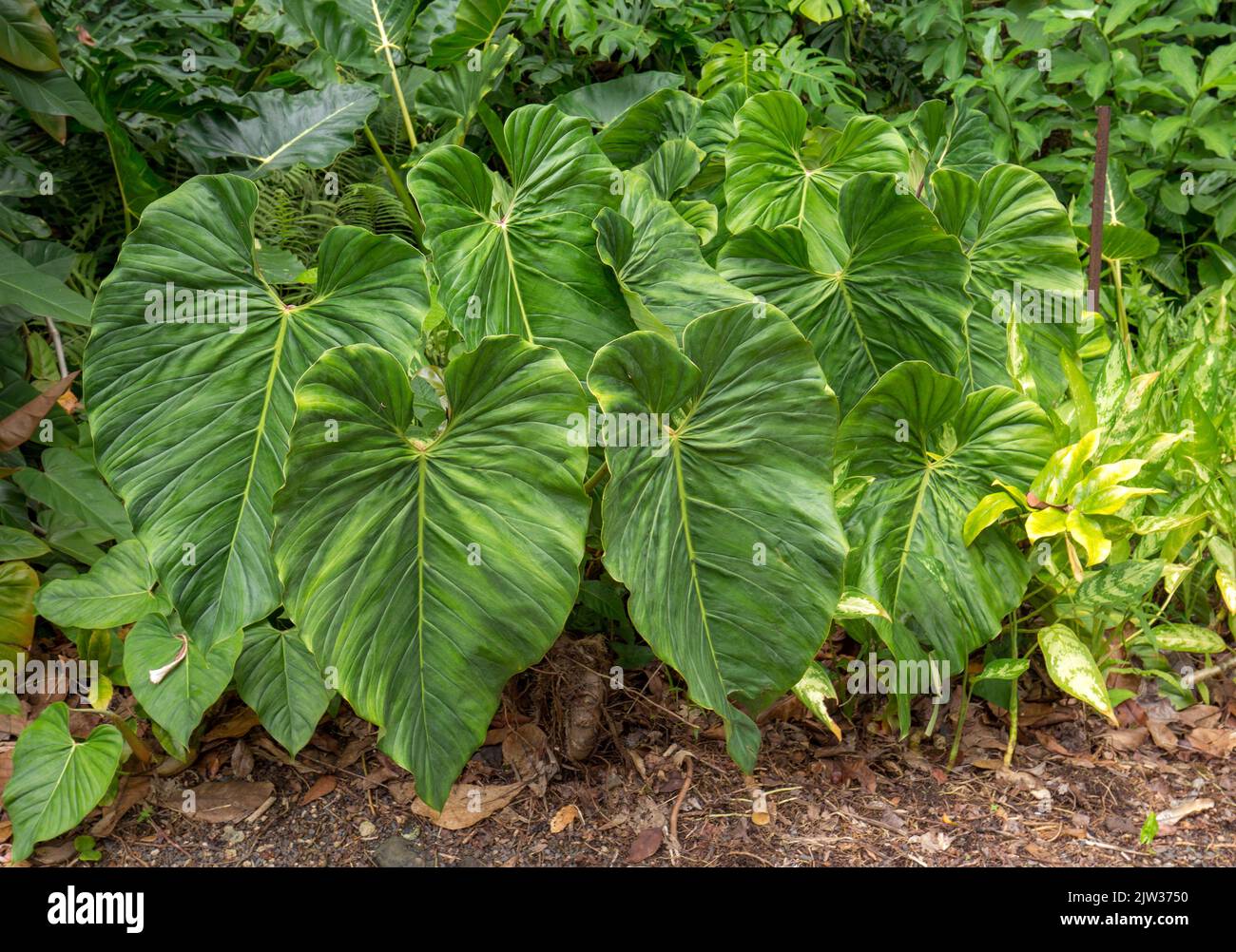 largeleaved jungle plant in Hawaii Stock Photo Alamy