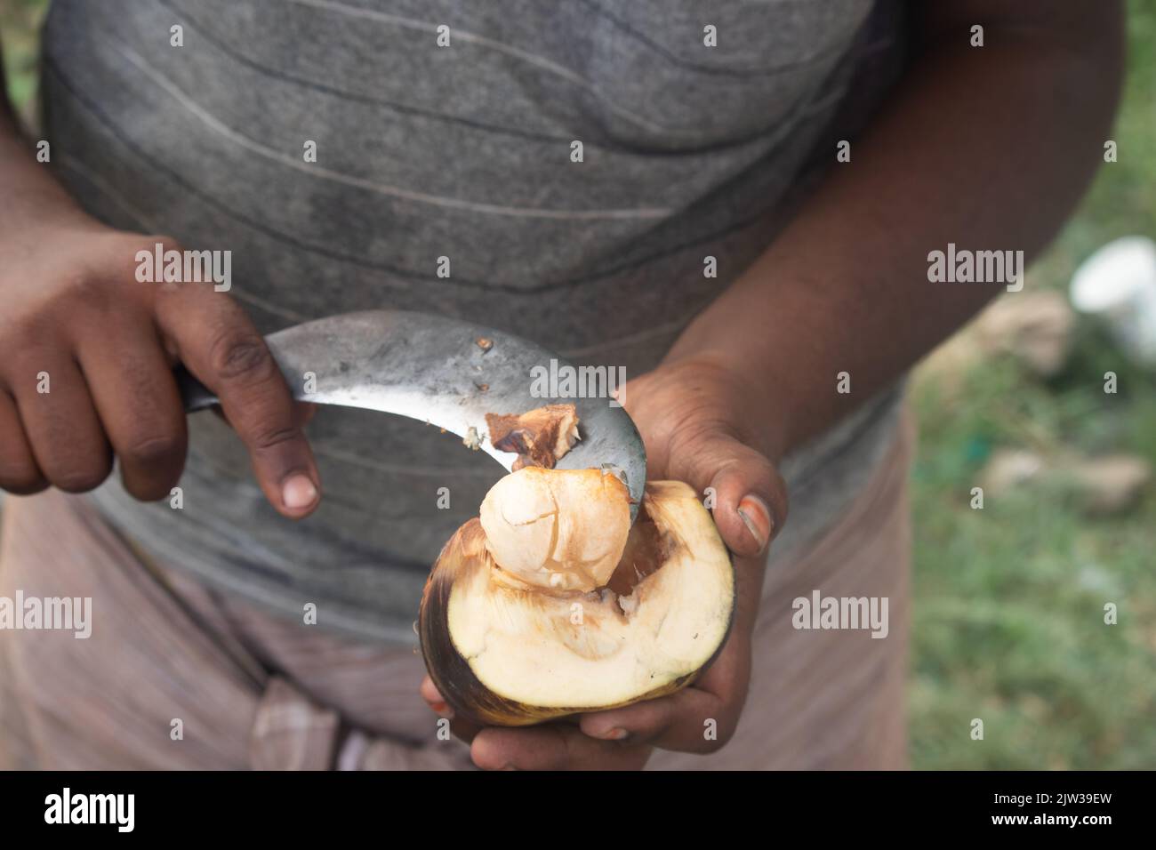 Hand Holding Cutting Or Peeling Fresh Indian Ice Apple A Palm Fruit Also Called Nungu, Pananungu Or Palmyra Fruit. A Natural Coolant, Juicy Stock Photo