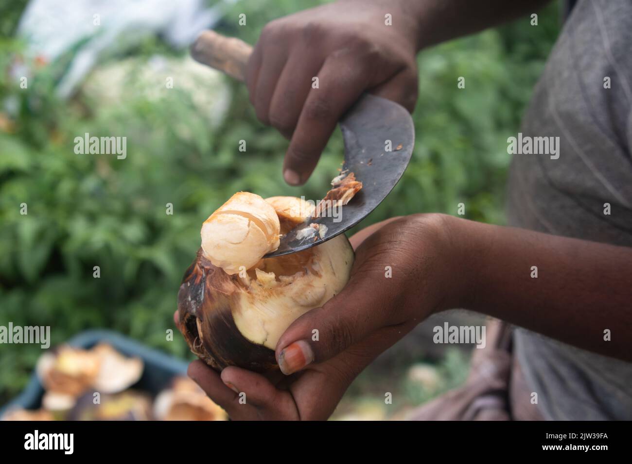 Hand Holding Cutting Or Peeling Fresh Indian Ice Apple A Palm Fruit Also Called Nungu, Pananungu Or Palmyra Fruit. A Natural Coolant, Juicy Stock Photo