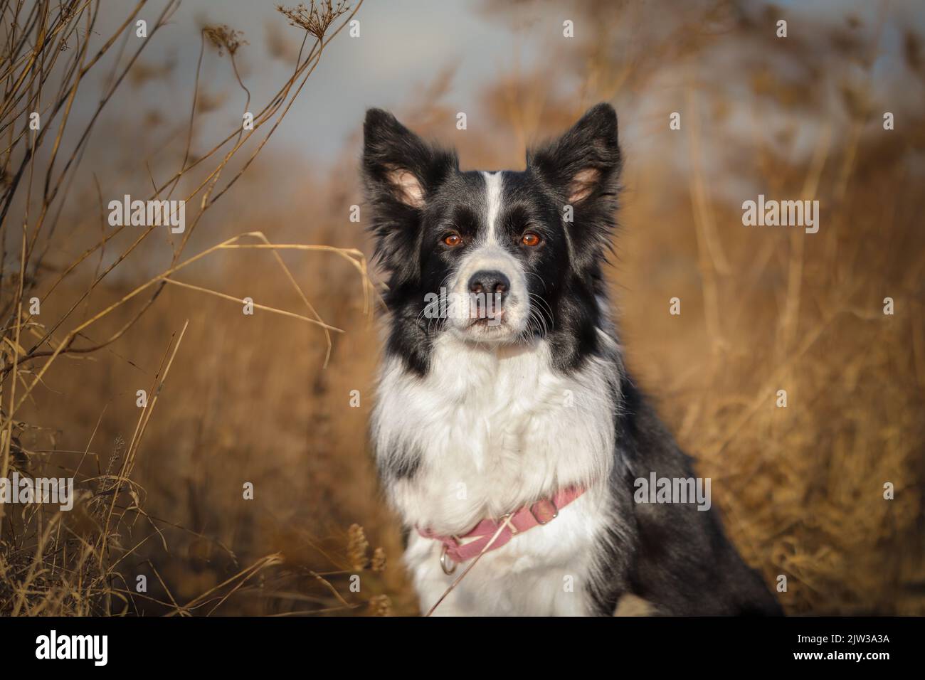 Front Portrait of Border Collie in Nature. Adorable Black and White Dog Outside. Cute Sheepdog in the Grass Field. Stock Photo