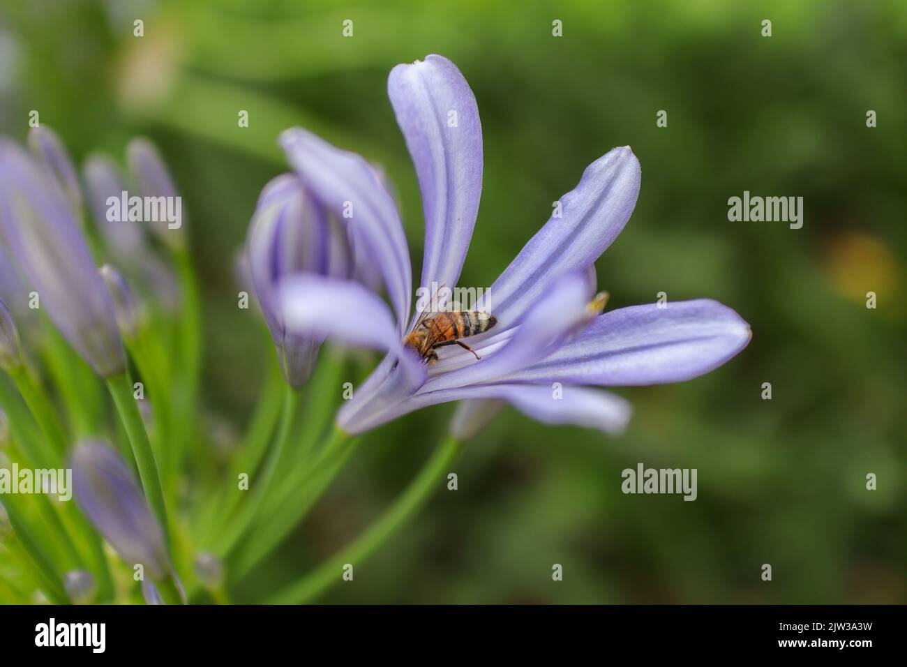 European Honey Bee Collects Pollen from Garden Plant African Lily. Apis Mellifera Pollinates Common Agapanthus during Spring. Stock Photo