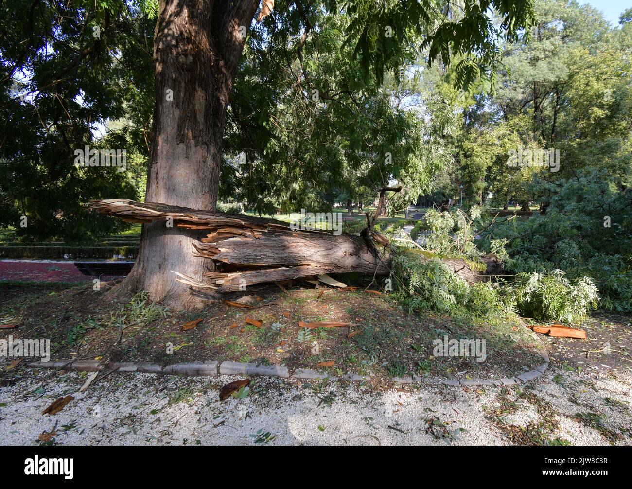 Broken and fallen trees after strong winds and rain hit the area. Stock Photo