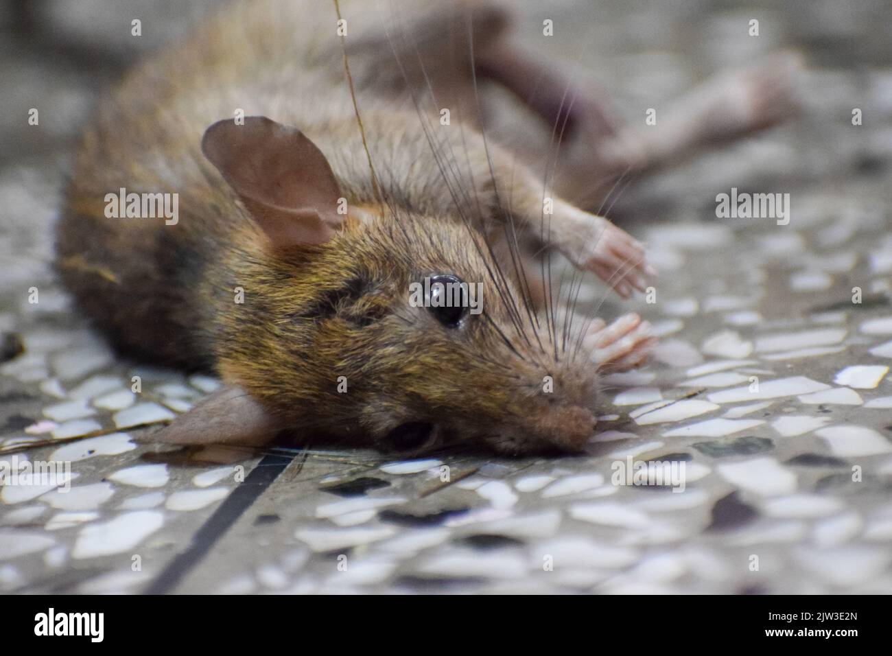 Dead rat is lying on floor. Stock Photo
