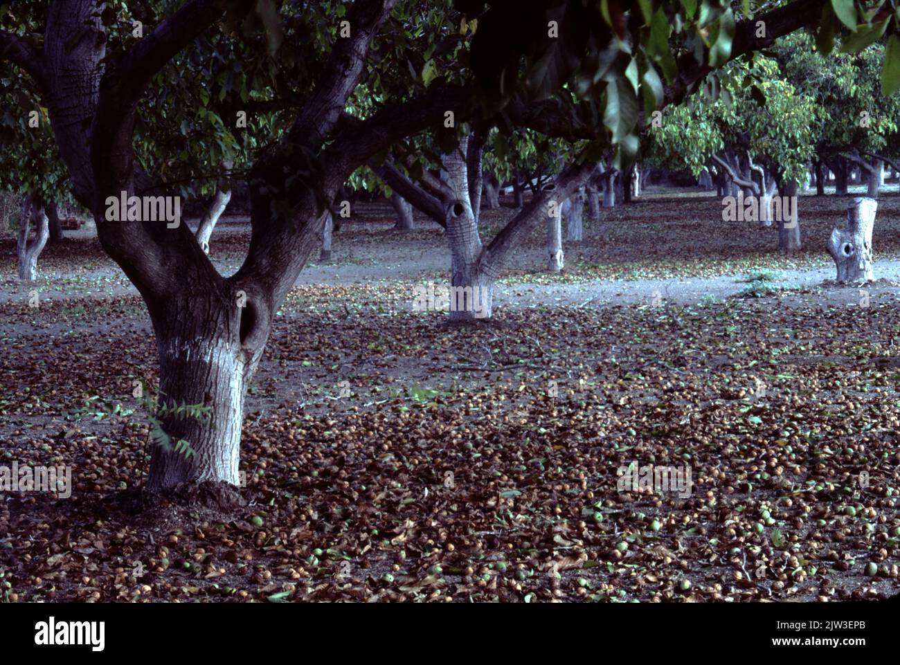 Solvang, CA. USA. 10/1985. Ballard Walnut Grove.  Harvesting walnuts. Stock Photo