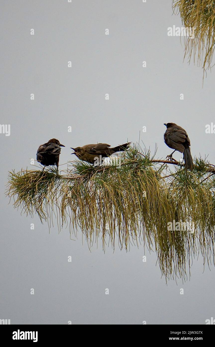 Wild birds on pine trees Stock Photo Alamy
