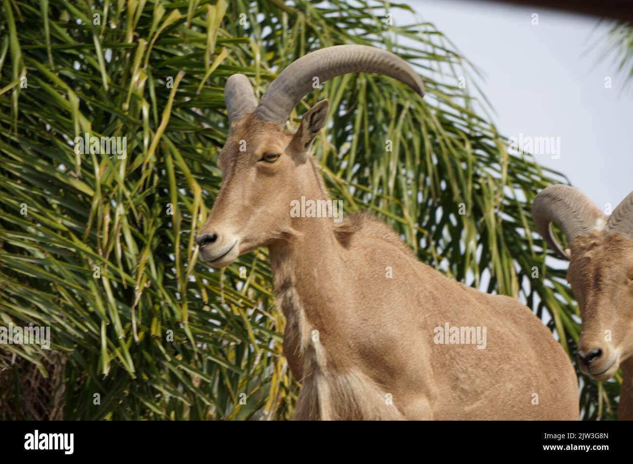 African Barbary sheep at the Masai Mara Safari Stock Photo