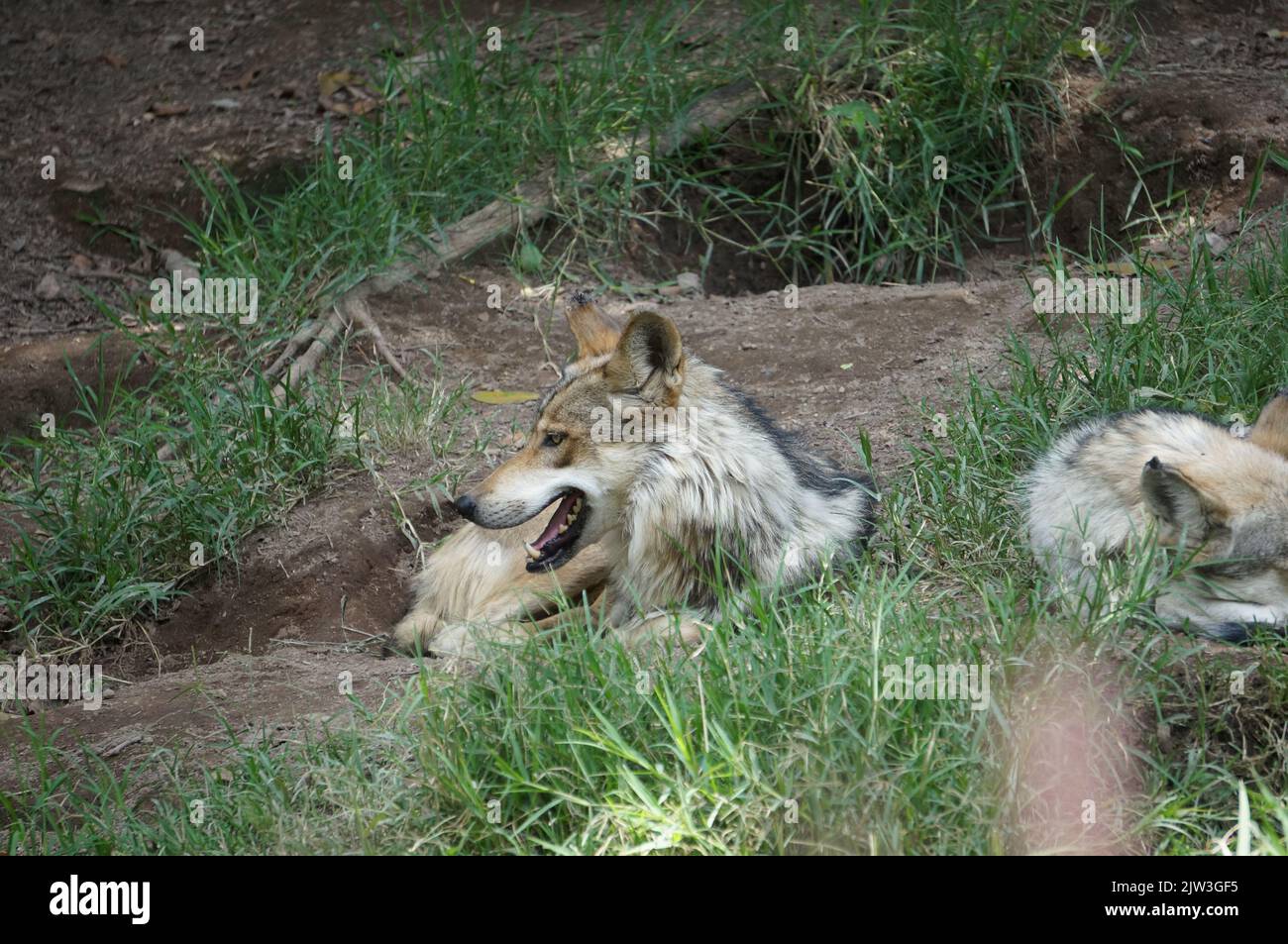 Mexican wolves resting in the grass Stock Photo