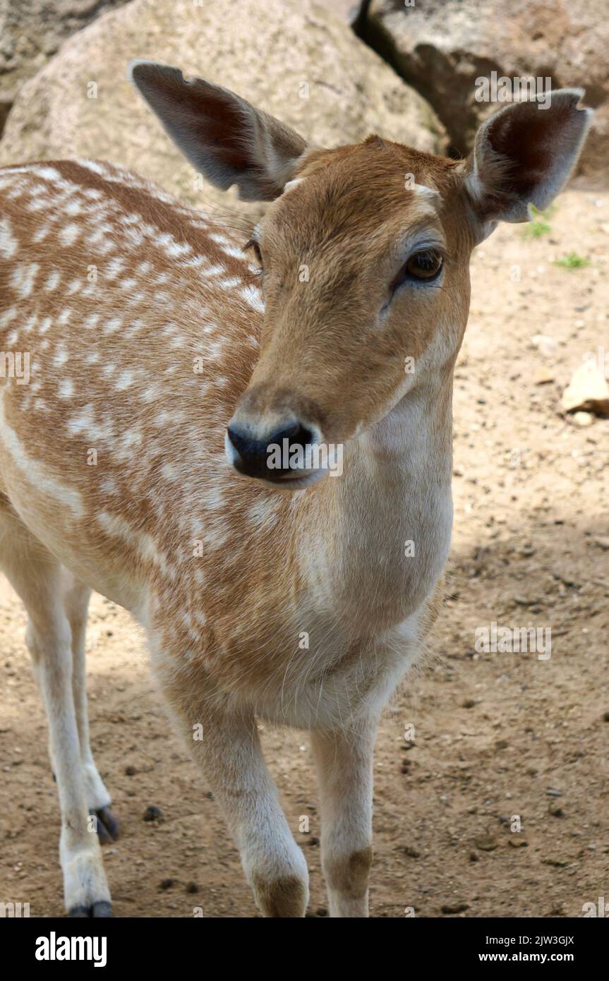 Deer at the Zoo in Guadalajara Stock Photo